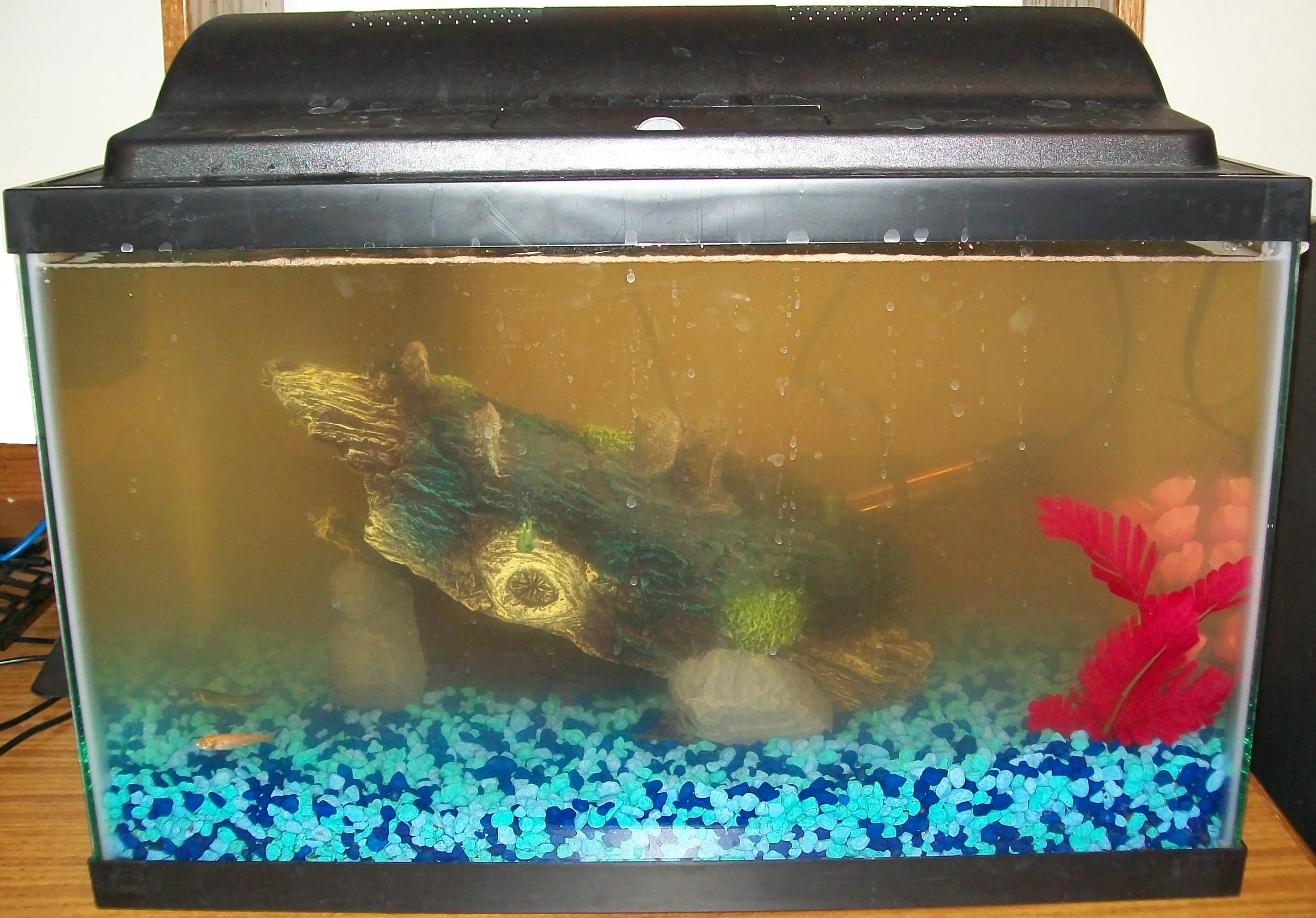 Dirty fish tank with water full of algae