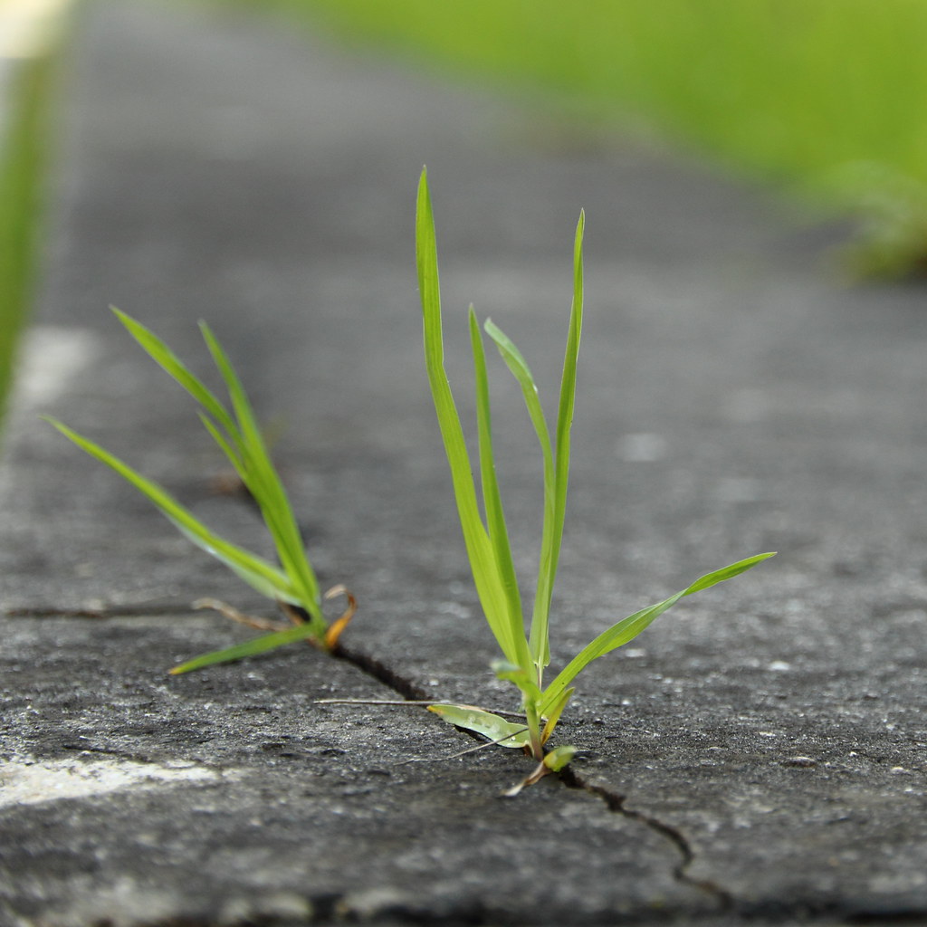 Weed growing in cracks in concrete